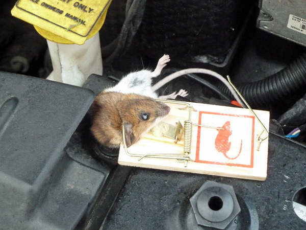 Här sitter Pisse Mugg!